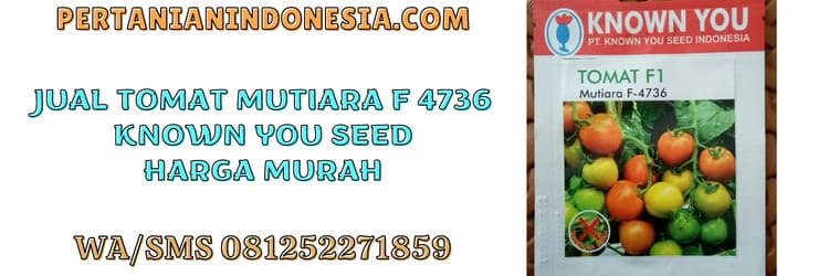jual,benih,tomat mutiara,mutiara,murah